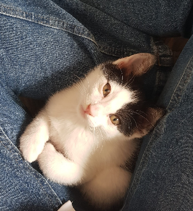 Adopter Basile