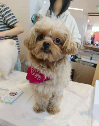 Adopter Doudou de chine!