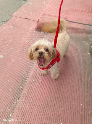 Adoption Doudou de chine!