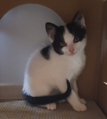 Adopter Brindille