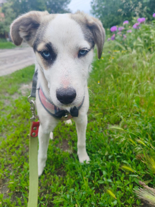 Adopter Azur