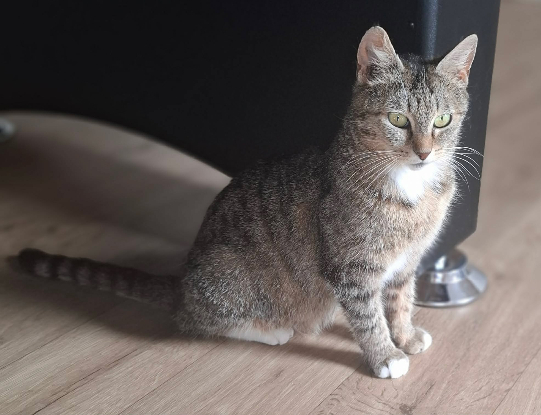 Adopter Mimi