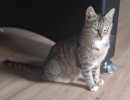 Mimi