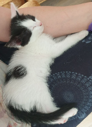 Adopter Mayne