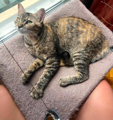 Adopter Ophélia