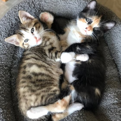 Adopter Honorine et lucien