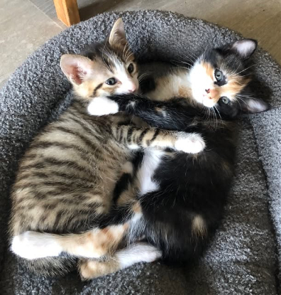 Adopter Honorine et lucien