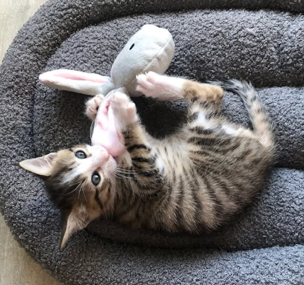 Adoption Honorine et lucien
