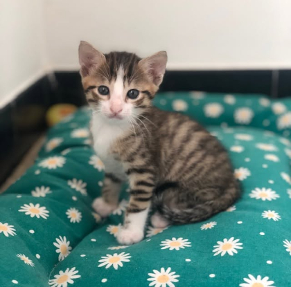 Adoption Honorine et lucien