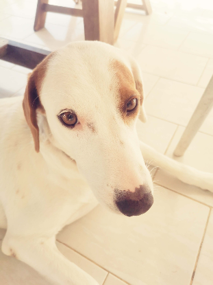 Adopter Awa