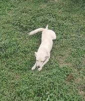 Adopter  chien : Bora