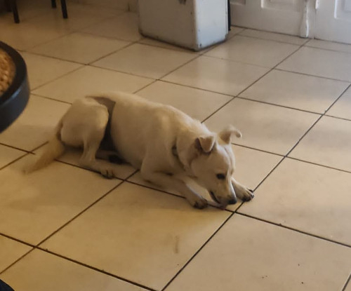 Adoption Bora