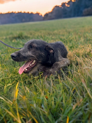 Adopter Drake