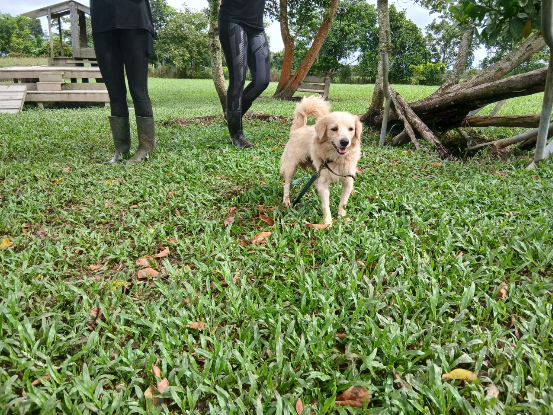Adopter Mango