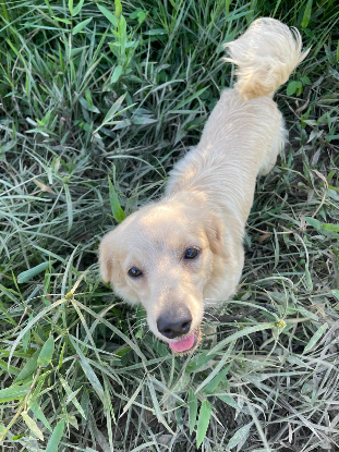 Adopter Mango
