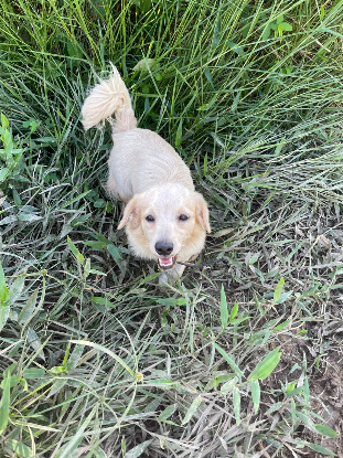 Adoption Mango