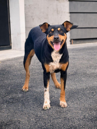 Adopter Fidji