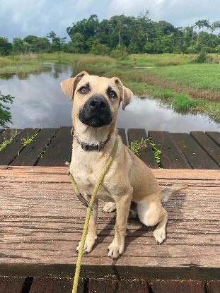 Adopter Sutton