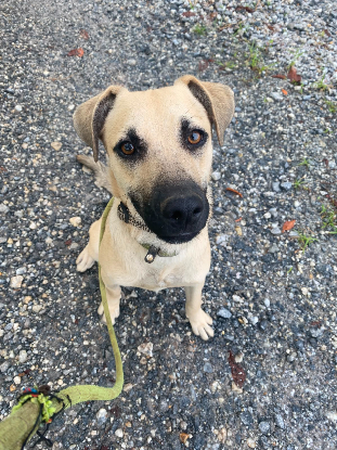 Adopter Sutton