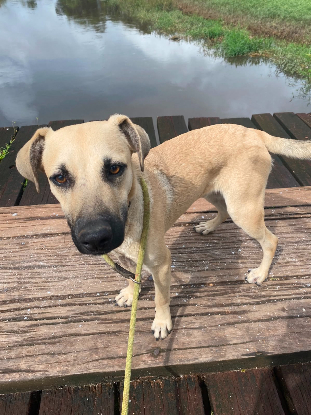 Adopter Sutton