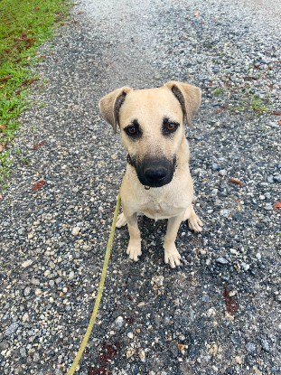Adoption Sutton