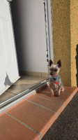 Adopter  chien : Kimo