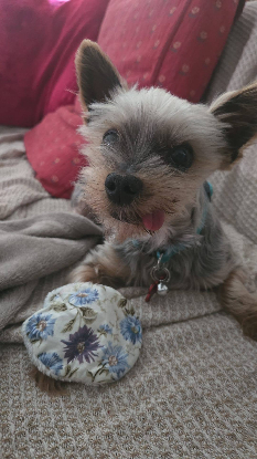 Adopter Kimo