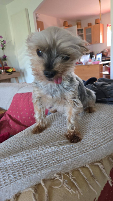Adopter Kimo