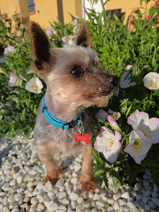 Adoption Kimo