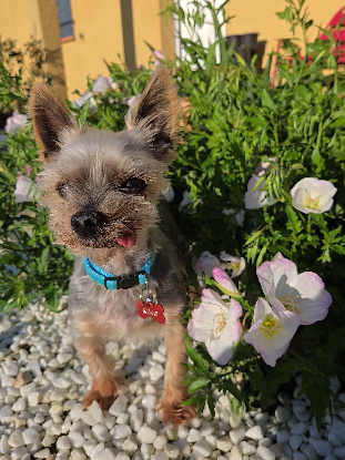 Adoption Kimo