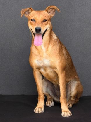 Adopter Rewa