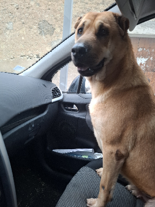 Adopter Vichy
