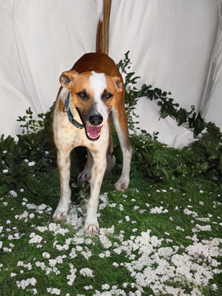 Adopter Speedy
