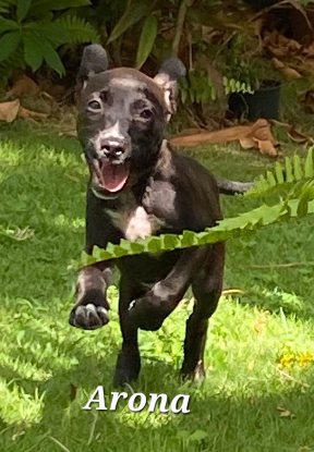 Adopter Arona