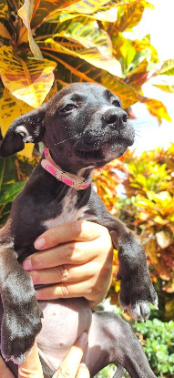 Adopter Arona