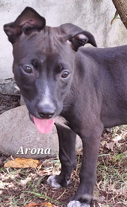 Adopter Arona