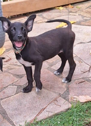 Adopter Kelina