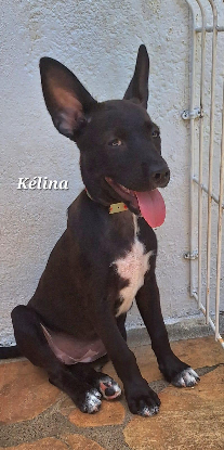 Adoption Kelina