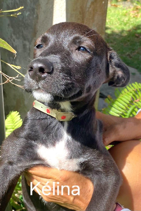 Adoption Kelina