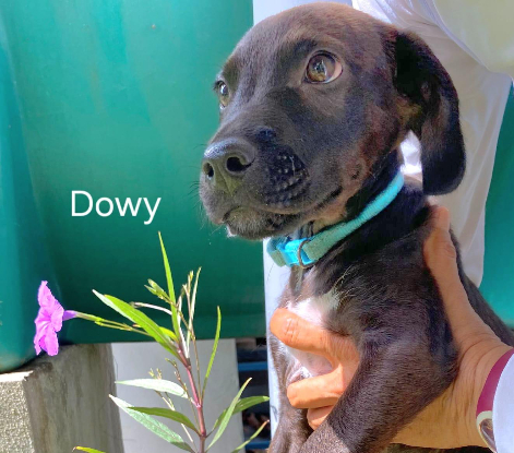 Adopter Dowy