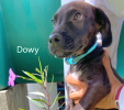 Dowy