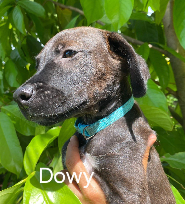 Adopter Dowy