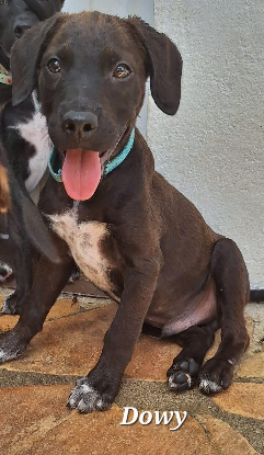 Adopter Dowy