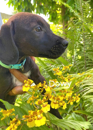 Adoption Dowy