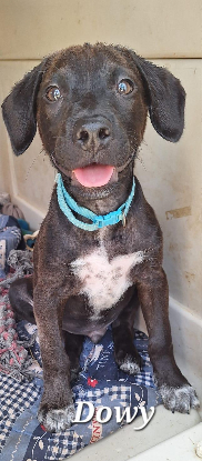 Adoption Dowy