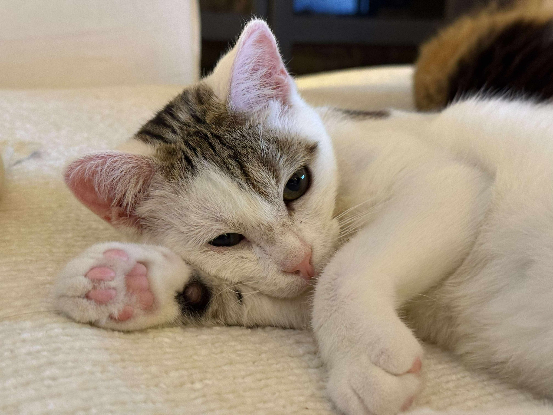 Adopter Petit pain