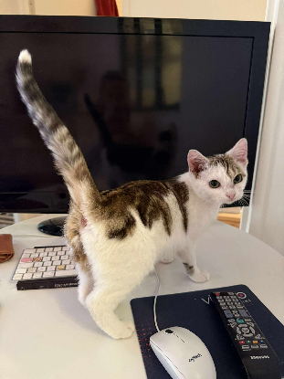 Adopter Petit pain