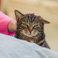 Adopter  chat : Einstein