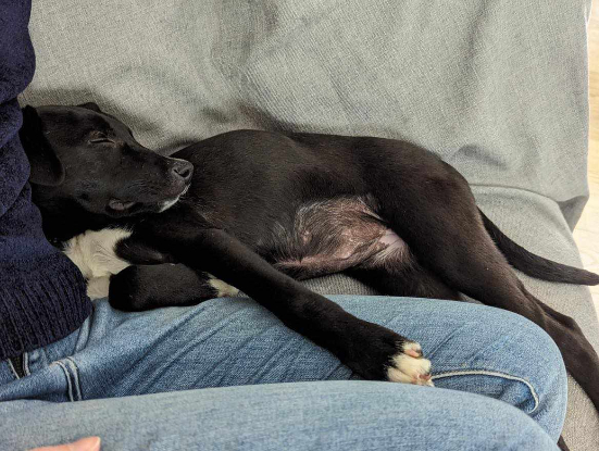 Adopter Leia
