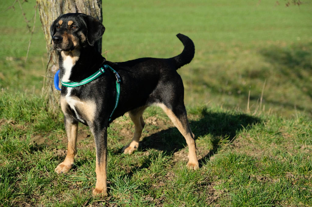 Adopter Joona